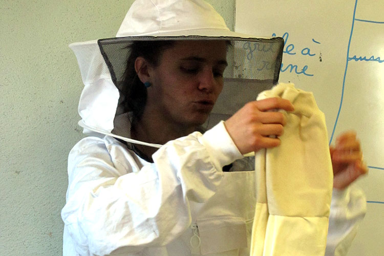 abeilles-section